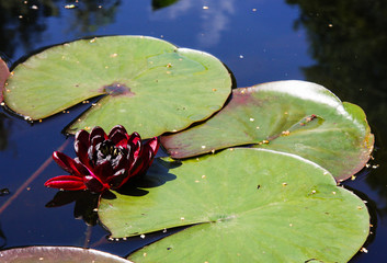 Black princess water lily