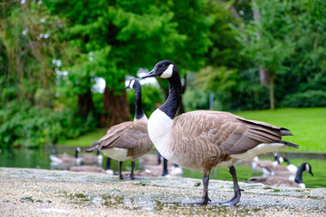 A herd of Canada geese seen in a pond.