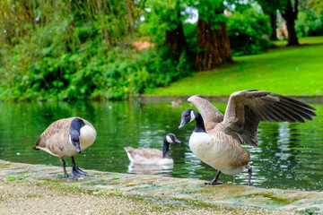 Three Canada geese with one of them getting out of the water