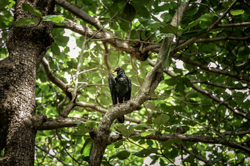 Vulture in the thick of trees
