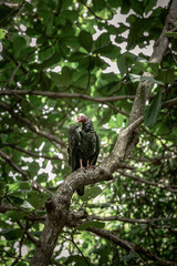 Vulture in the thick of trees