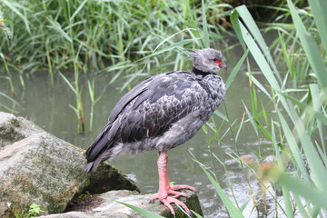 Crested screamer  (chauna torquata)