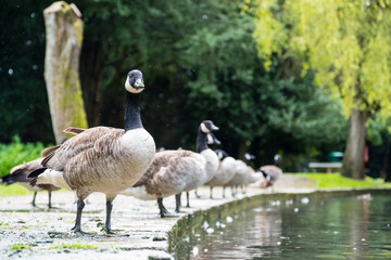 A herd of Canada geese lining up at a pondside