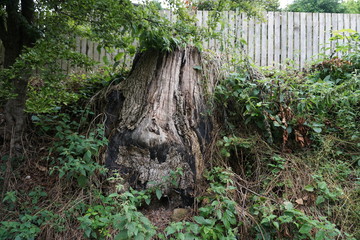 Old tree stump
