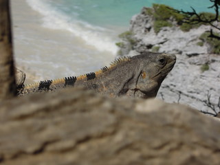 Iguana in Tulum mayan temple, Mexico