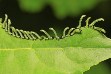 Many worms are on the green leaves