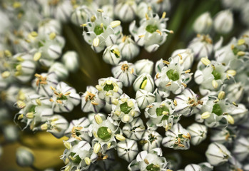 detail on onion inflorescence