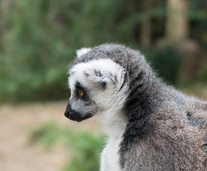 Fototapeta premium Thoughtful lemur