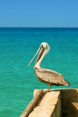 Pelican stands on a pier with a beautiful exotic blue sea. A tropical serene pier scene with the Caribbean Sea.