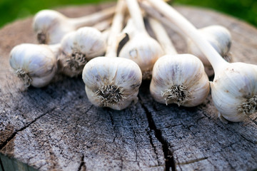 Fresh garlic on a wood and natural background. Farmer. Medicine and healthy. Traditional medicine. 