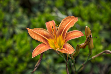 Orange lilly