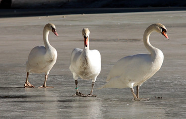 tre cigni su lago san vito ghiacciato