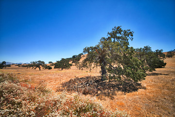 California tree and grass