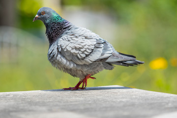homing pigeon bird and body feather