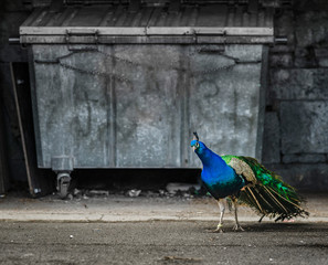 Beautiful peacock bird in the city, opposition of nature and urban life