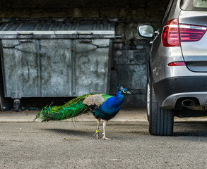 Beautiful peacock bird in the city, opposition of nature and urban life