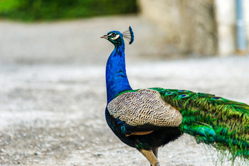 Obraz premium Beautiful peacock bird in the city, opposition of nature and urban life