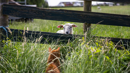 Sheep looks through fence at cat