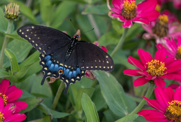 Black Swallowtail