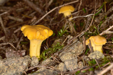 Eierschwammerl, Echter Pfifferlinge, Rehling (Cantharellus cibarius) - Schwammerl im Wald wachsend