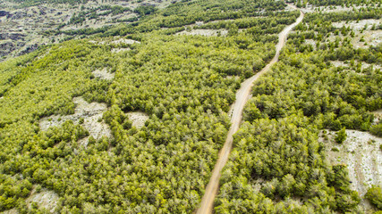 Paisaje de arboleda aérea