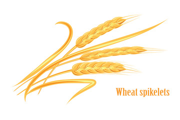 Wheat spikelet. Agricultural wheat, symbol, isolated on white background.