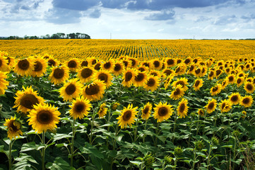 Sunflower field in summer