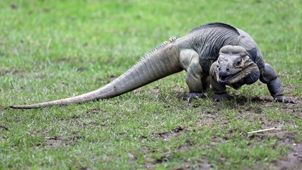 Rhinoceros iguana