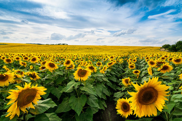 Fototapeta premium Field of sunflowers lines