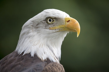 Obraz premium Bald Eagle