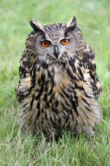 Eurasian eagle-owl