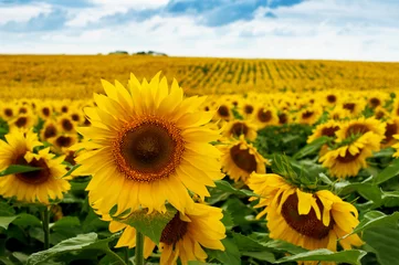 Fototapete Sonnenblume Sonnenblumenfeldlandschaft