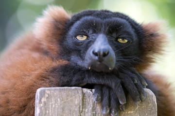 Red Lemur