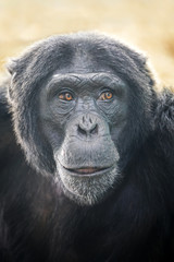 Fototapeta premium Chimpanzee