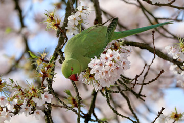 Rose-ringed parakeet