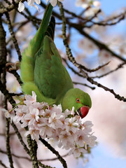 Fototapeta premium Rose-ringed parakeet