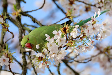 Rose-ringed parakeet