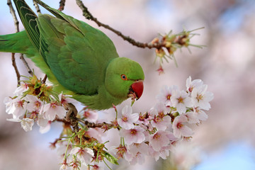 Rose-ringed parakeet