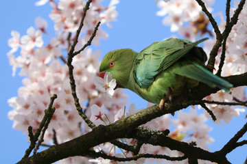 Rose-ringed parakeet