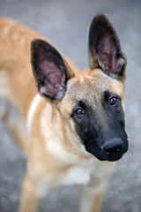 Belgian shepherd