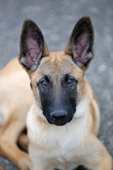 Belgian shepherd