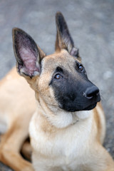 Belgian shepherd