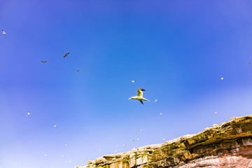 Flock of gannet birds perched and flying by Bonaventure island cliff in Perce, Gaspesie, Gaspe region of Quebec, Canada