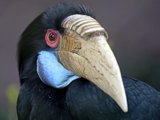 Wreathed hornbill