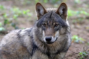 Tableaux ronds sur aluminium Loup Eurasian wolf