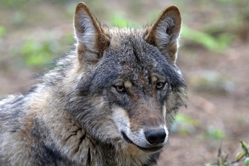 Fototapeta premium Eurasian wolf
