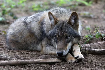 Papier Peint photo Loup Eurasian wolf