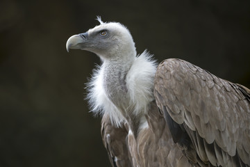 Vulture