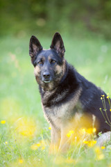beautiful german shepard dog sit in meadow with bright yellow flowers