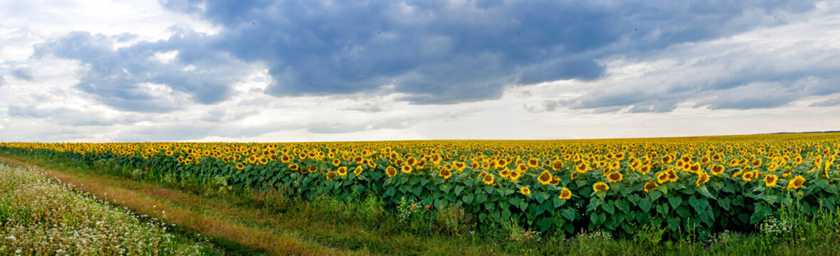 Summer landscape with a field of sunflowers with road